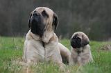 MASTIFF 106